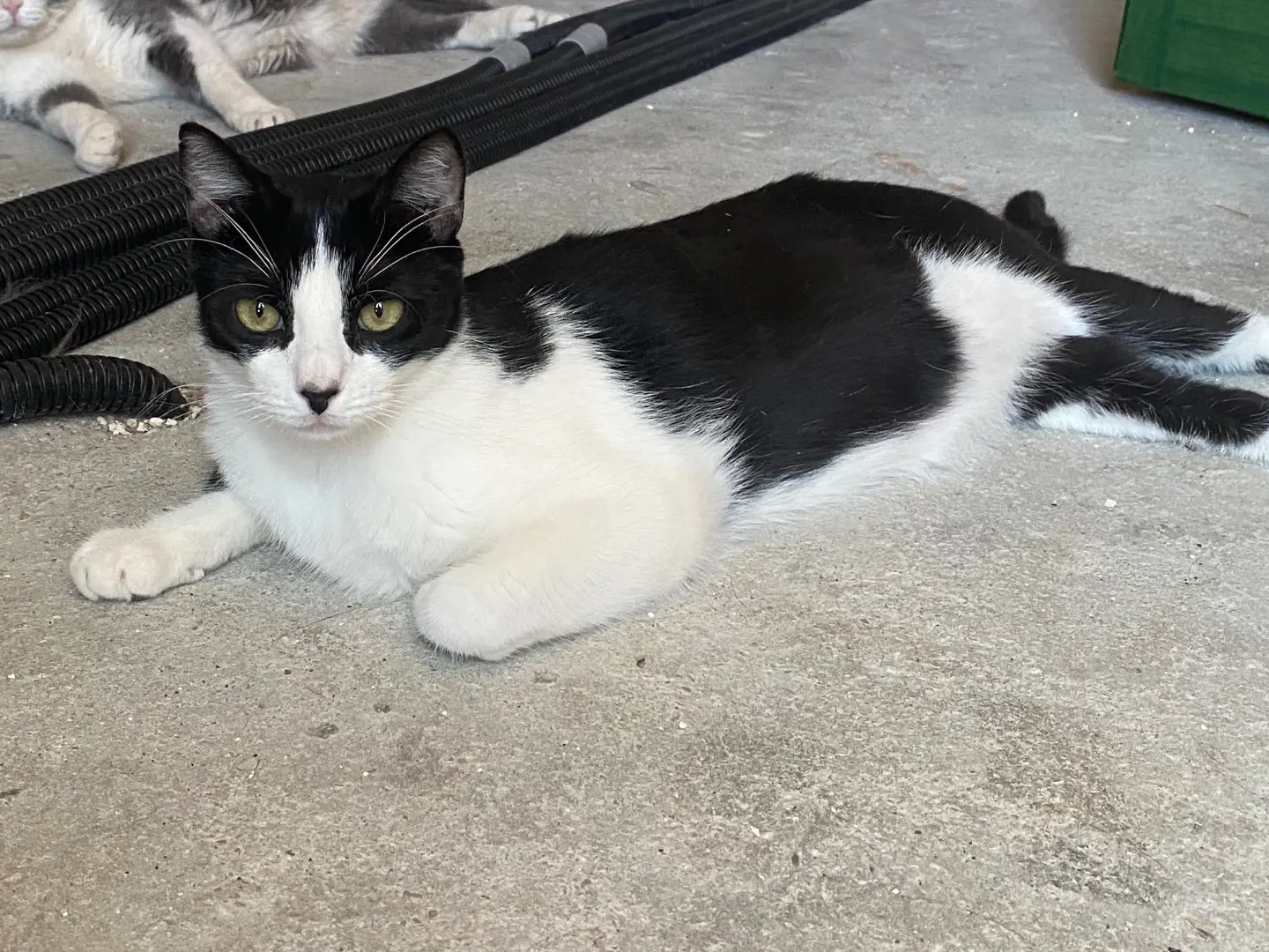 Adotta un gatto, femmina, 3 anni e 5 mesi, Teramo