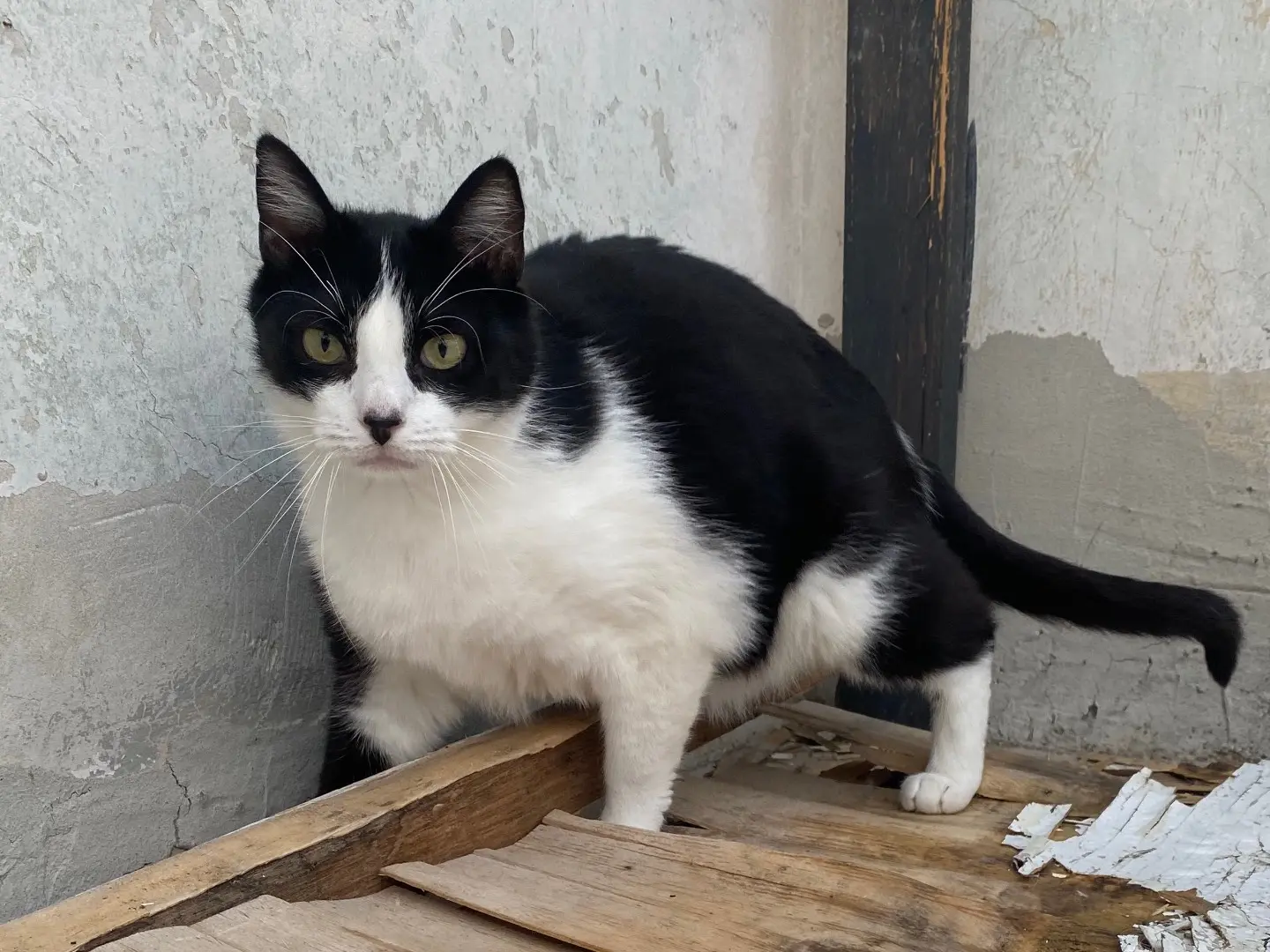 Adozione gatto, femmina, Razza sconosciuta Razza sconosciuta, 3 anni e 5 mesi, taglia non valida, Teramo