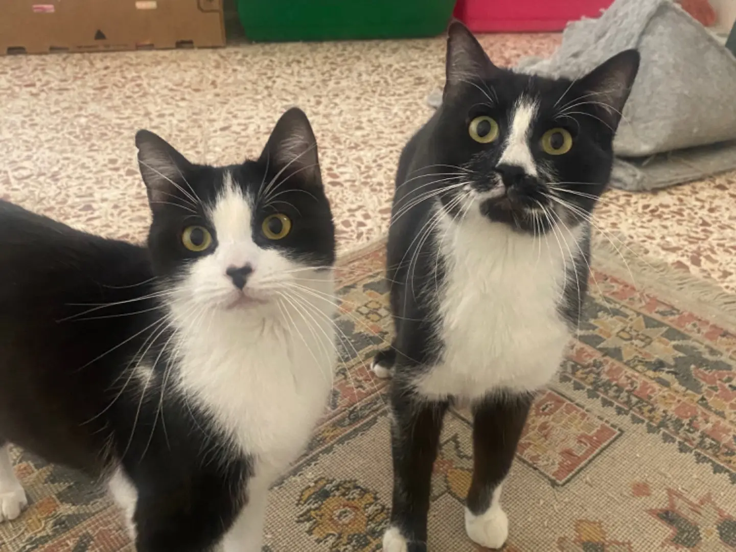 Adotta un gatto, taglia non valida, femmina, Teramo