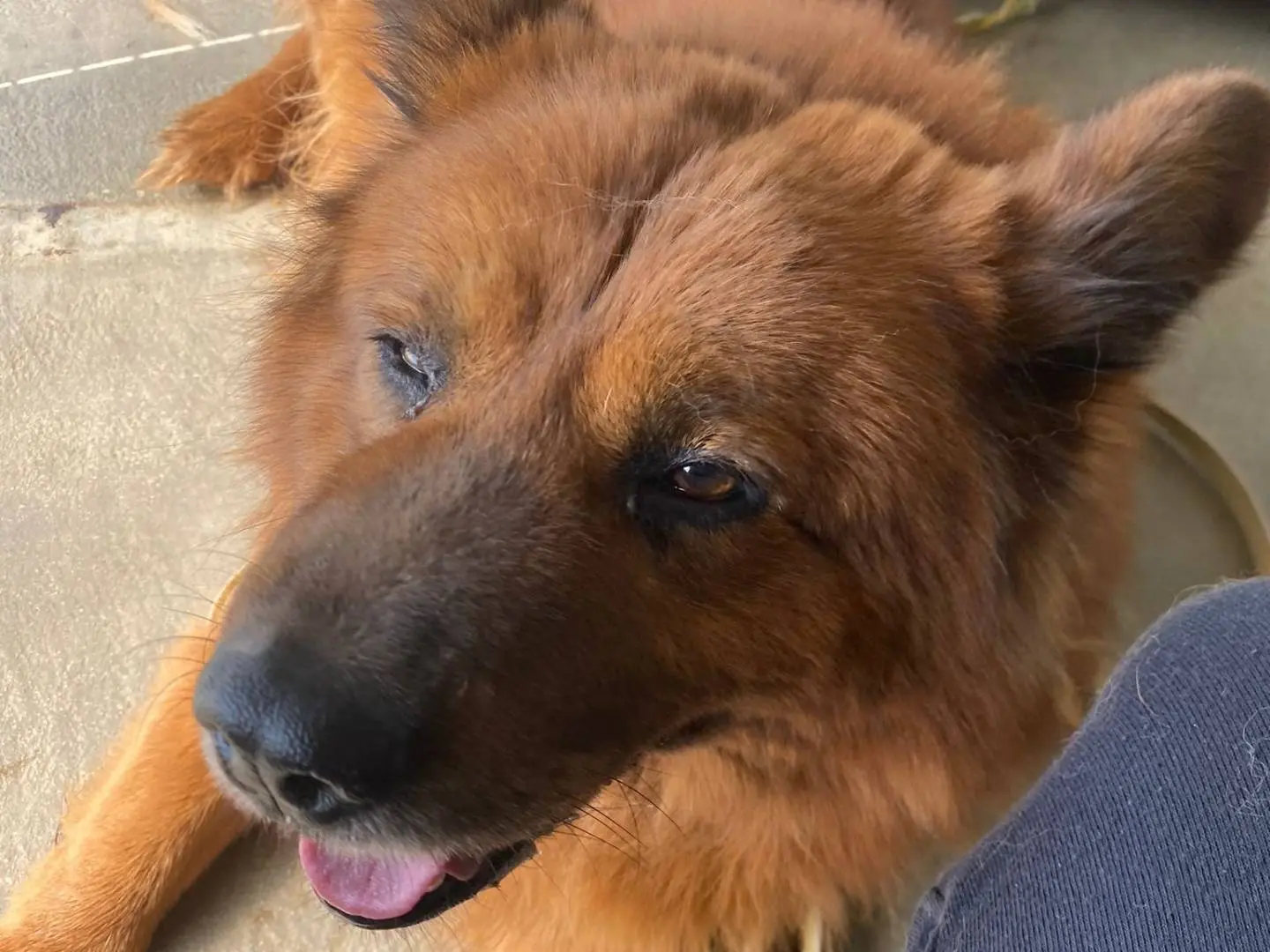 Adotta un cane, taglia media, maschio, Milano