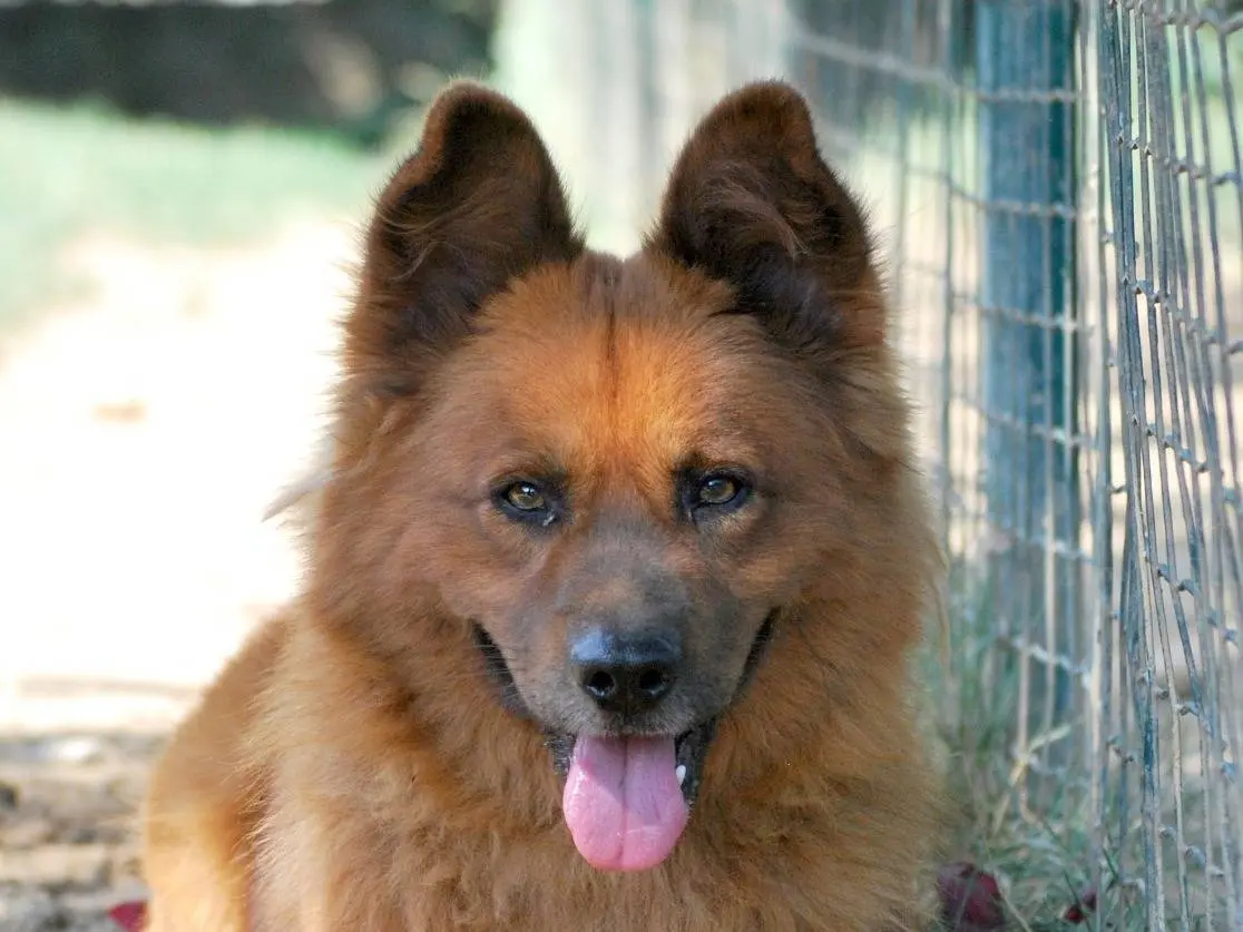 Adozione cane, maschio, Chow Chow Razza sconosciuta, 7 anni e 1 mese, taglia media, Milano