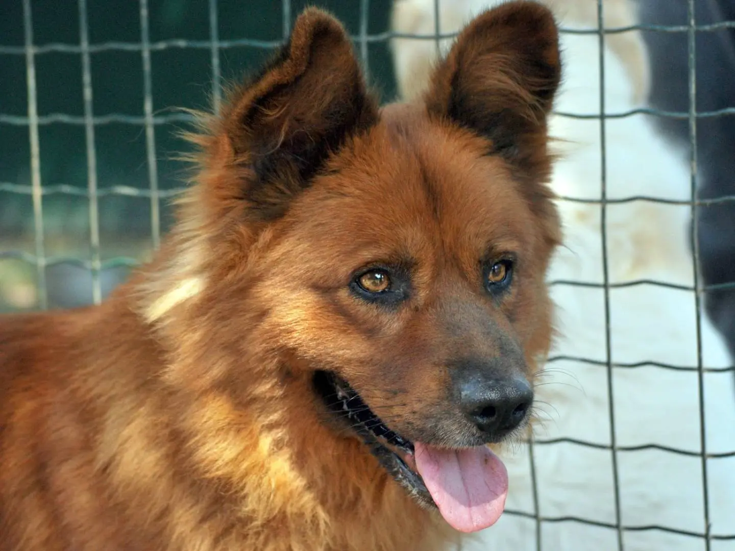 Vuoi adottare un cane a Milano?