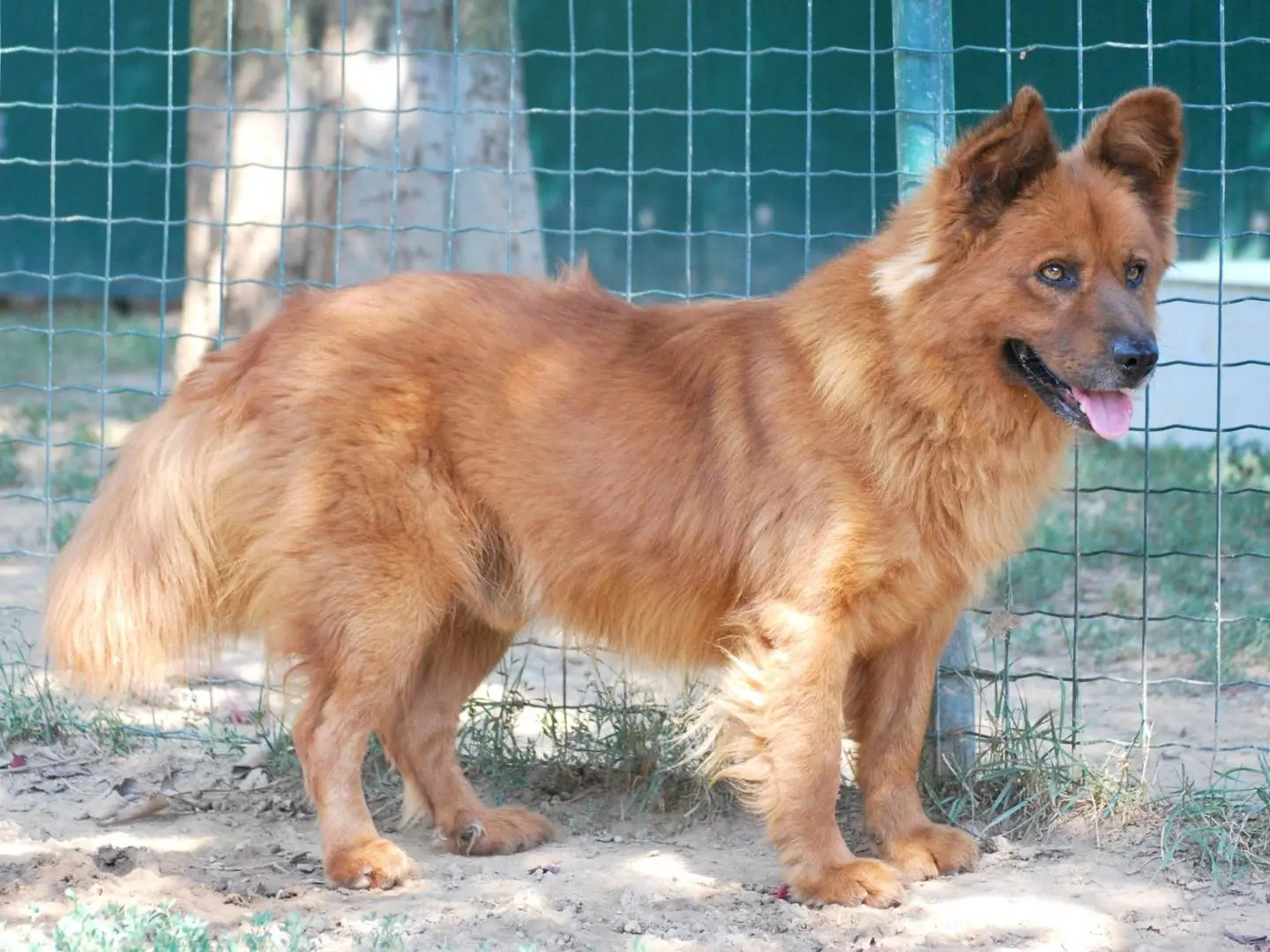 Adotta un cane, maschio, 7 anni e 1 mese, Milano