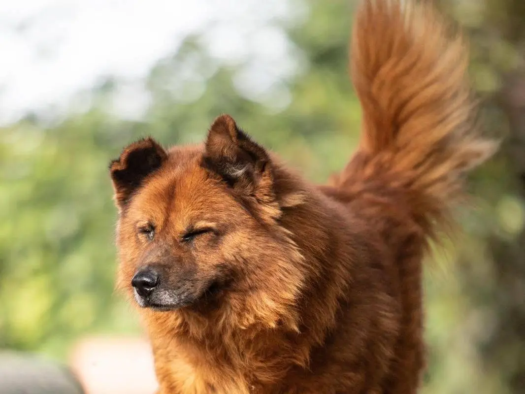 Adotta il cane Boris a Milano