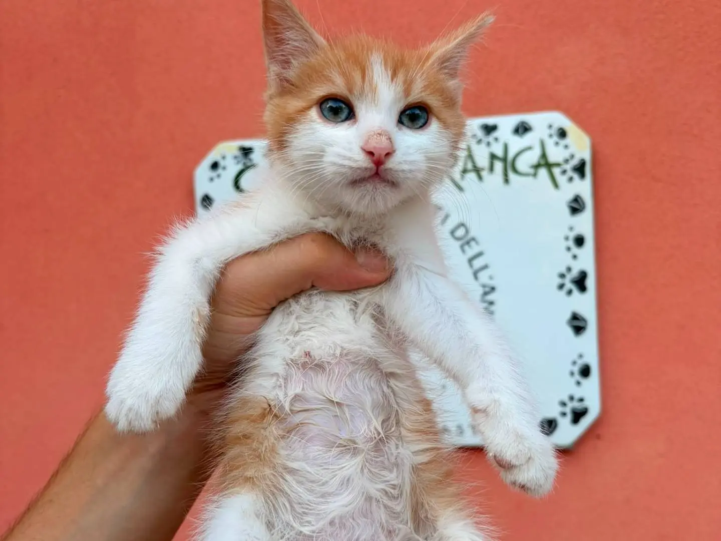 Adozione gatto, femmina, Razza sconosciuta Razza sconosciuta, 5 mesi, taglia non valida, Asti