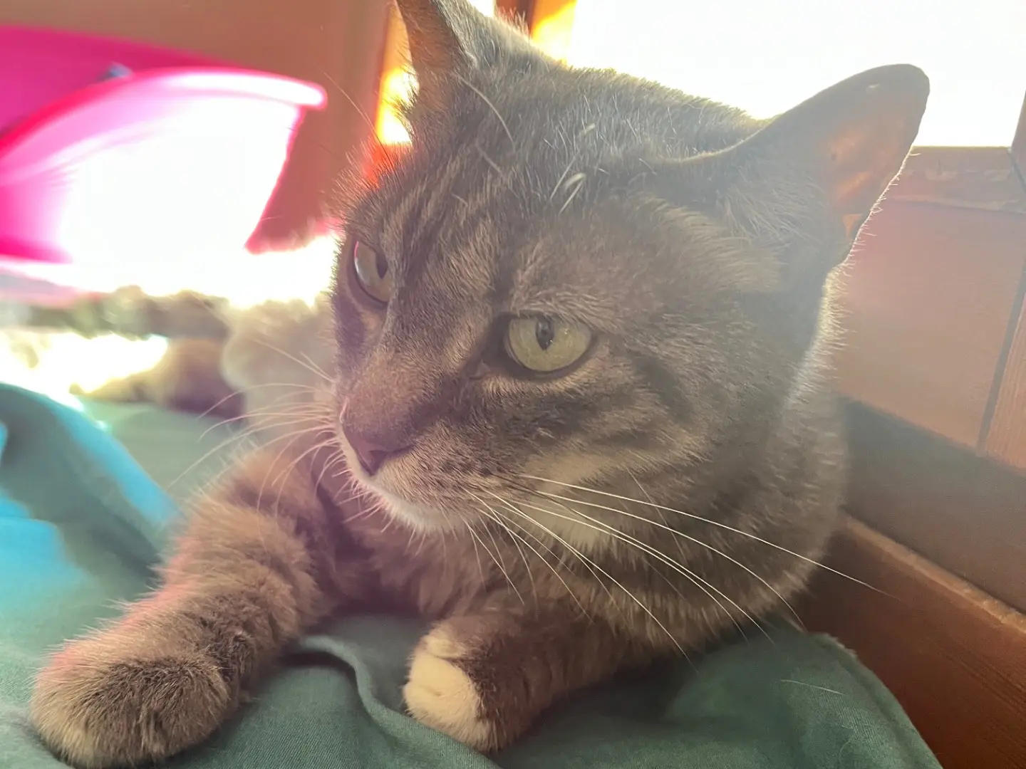 Adotta un gatto, femmina, 7 anni e 2 mesi, Padova