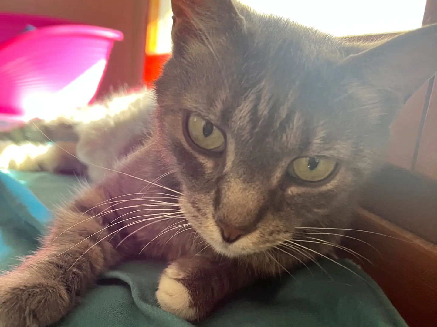 Adozione gatto, femmina, Razza sconosciuta Razza sconosciuta, 7 anni e 2 mesi, taglia non valida, Padova