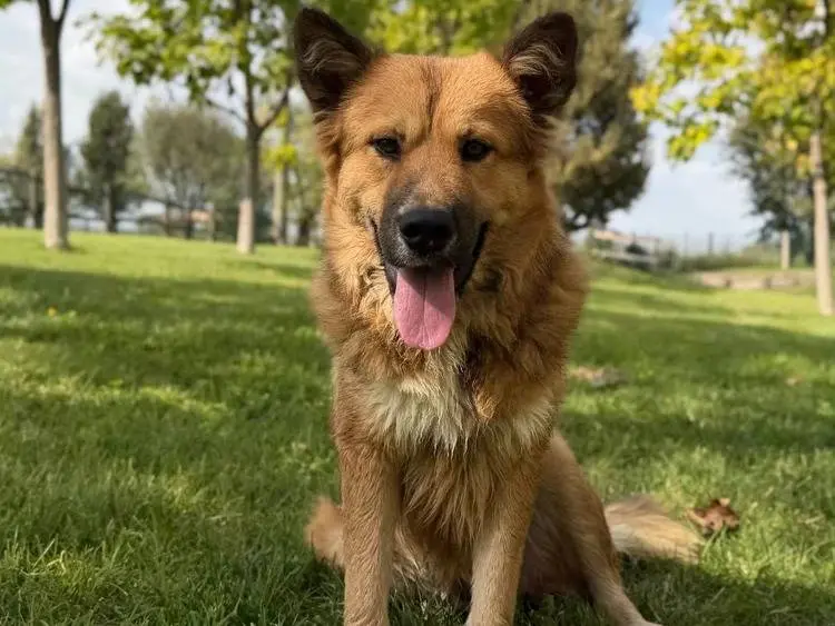 Adozione cane, maschio, Razza sconosciuta Razza sconosciuta, 1 anno e 4 mesi, taglia grande, Pavia