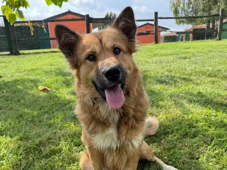 Adotta un cane, taglia grande, maschio, Pavia
