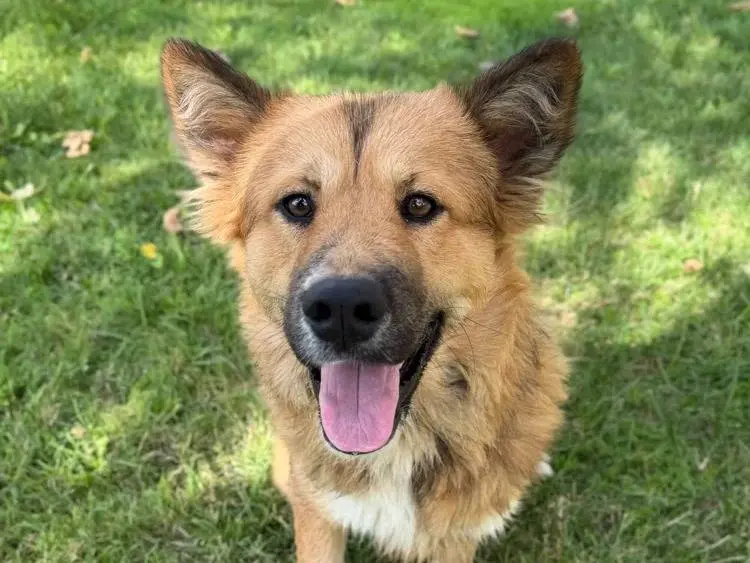 Adotta un cane, maschio, 1 anno e 4 mesi, Pavia