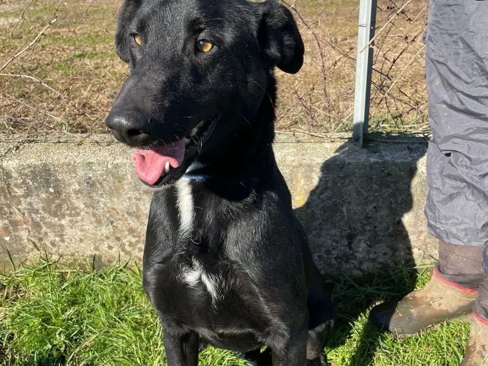 Adotta un cane, maschio, 7 anni e 3 mesi, Frosinone