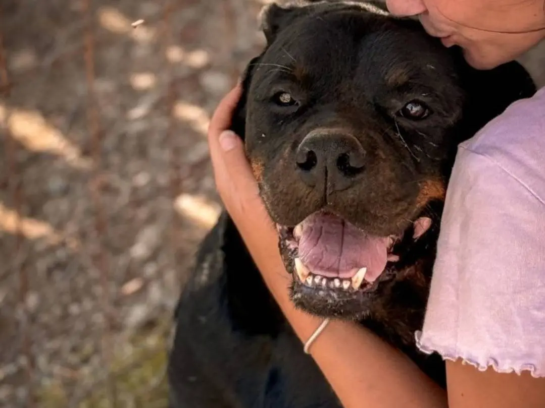 Adotta un cane, maschio, 7 anni e 2 mesi, Crotone