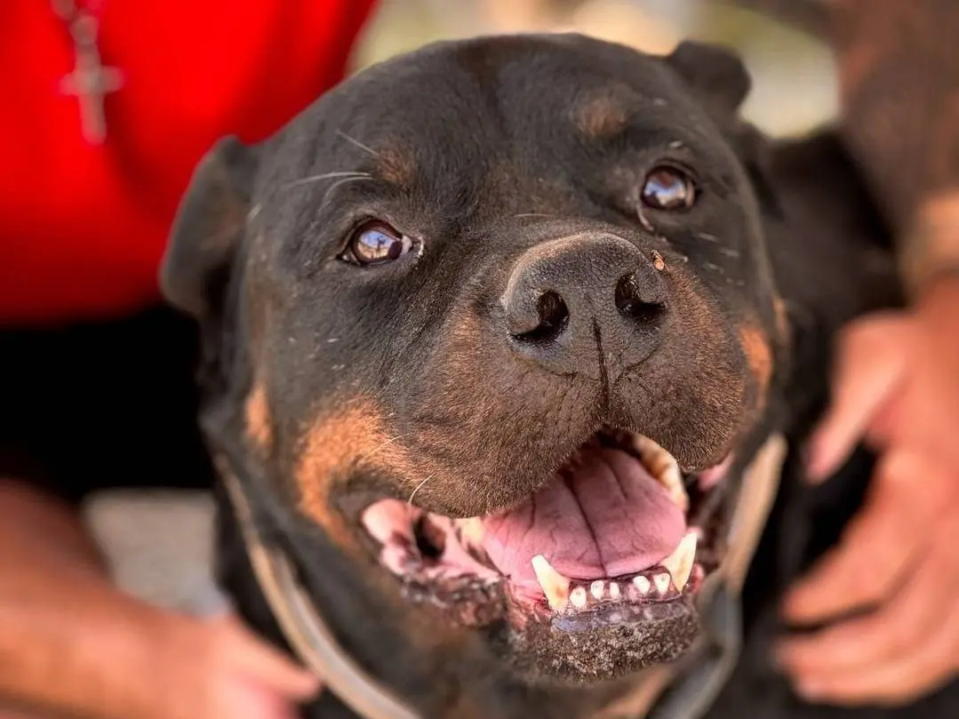 Adotta un cane, taglia gigante, maschio, Crotone