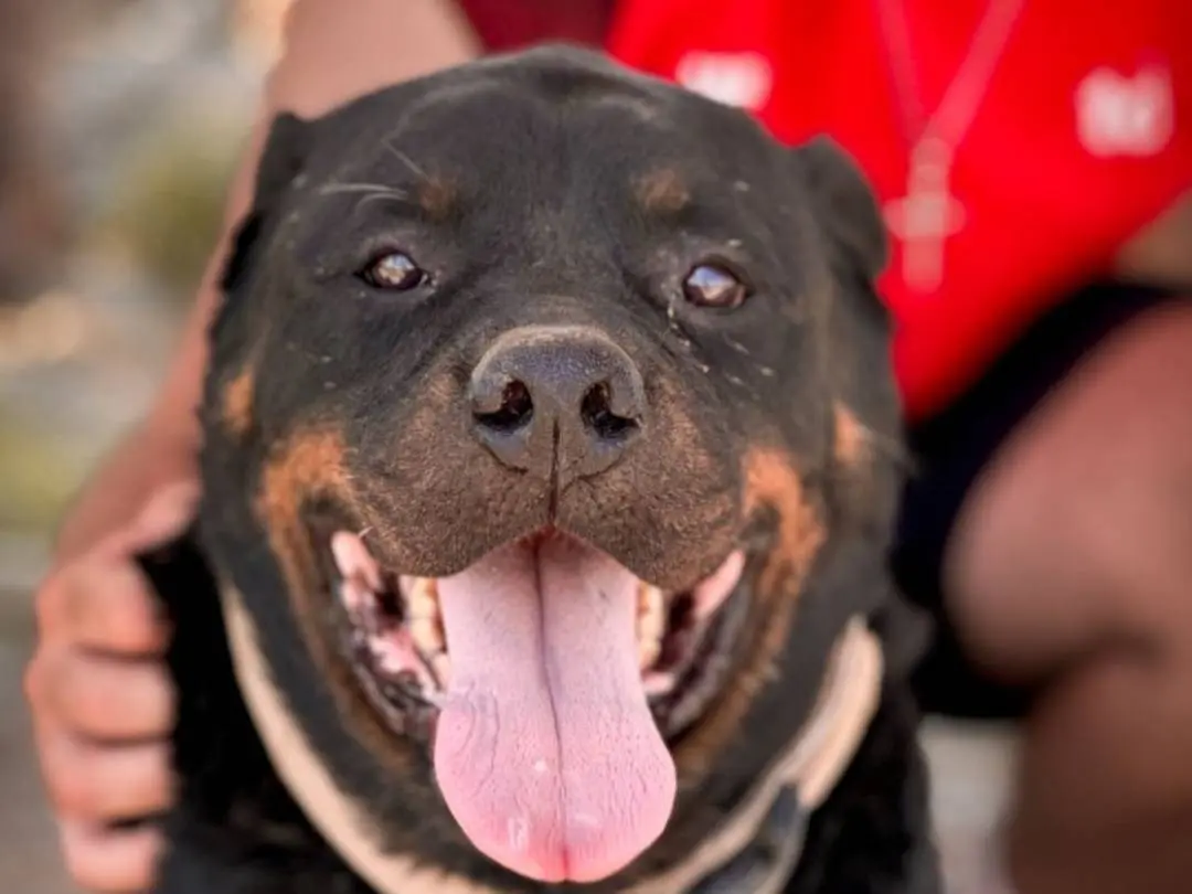 Adozione cane, maschio, Rottweiler Razza sconosciuta, 7 anni e 2 mesi, taglia gigante, Crotone