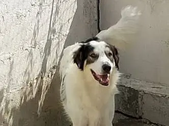 Adozione cane, maschio, Razza sconosciuta Razza sconosciuta, 5 anni e 4 mesi, taglia grande, Crotone