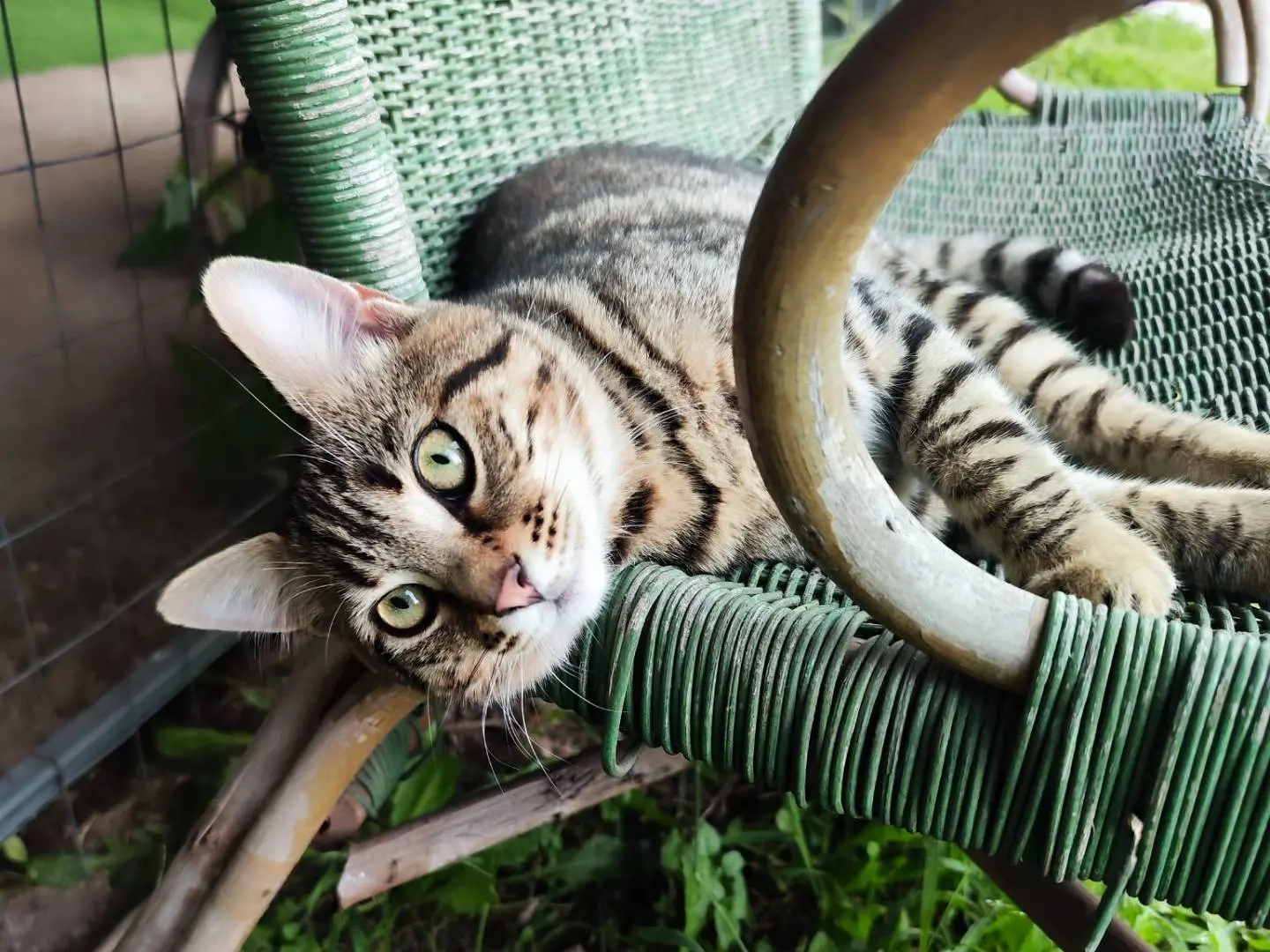 Vuoi adottare un gatto a Caserta?