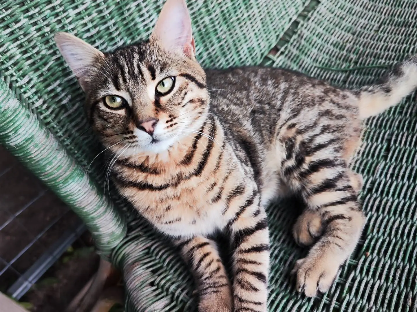 Adotta un gatto, maschio, 1 anno e 9 mesi, Caserta