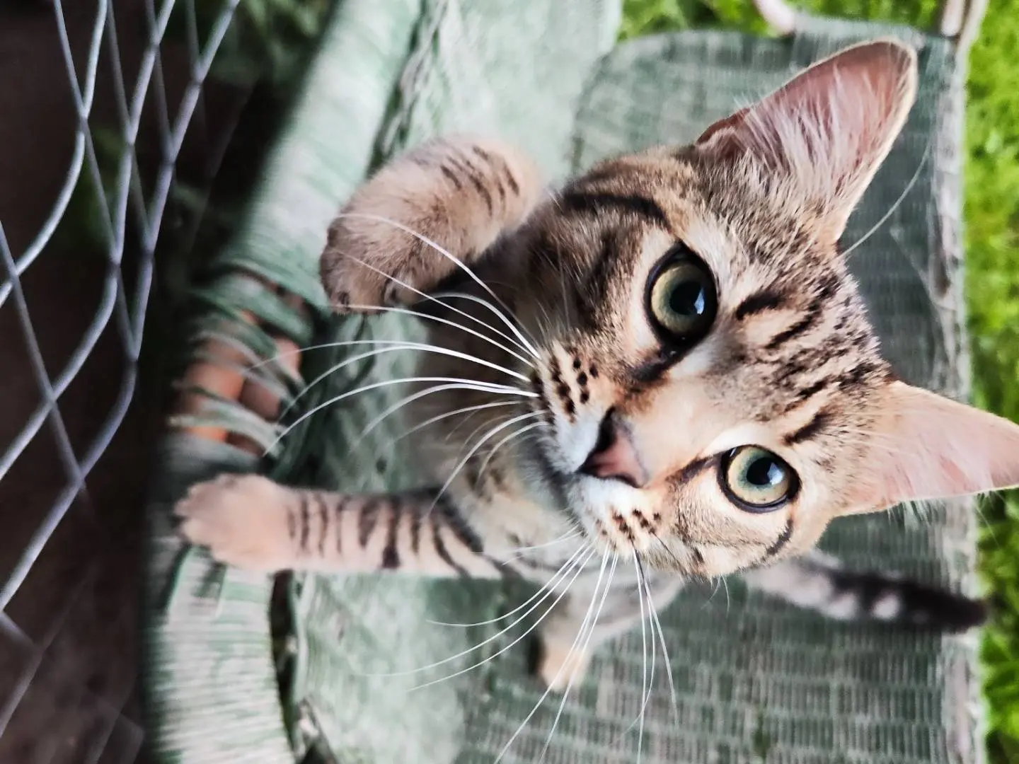 Adozione gatto, maschio, Razza sconosciuta Razza sconosciuta, 1 anno e 9 mesi, taglia non valida, Caserta