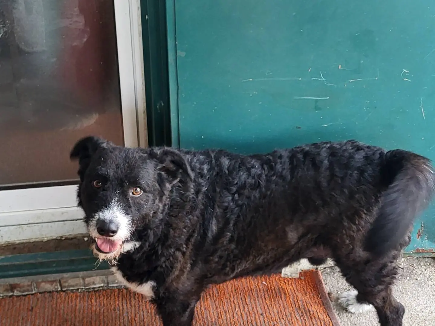 Adotta un cane, taglia grande, maschio, Bologna