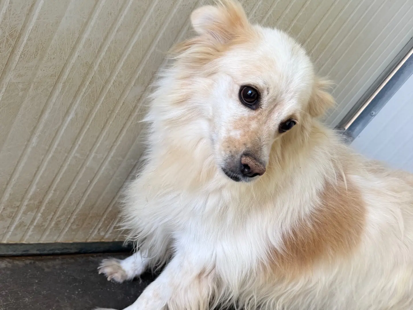 Adotta un cane, maschio, 4 anni e 2 mesi, Latina