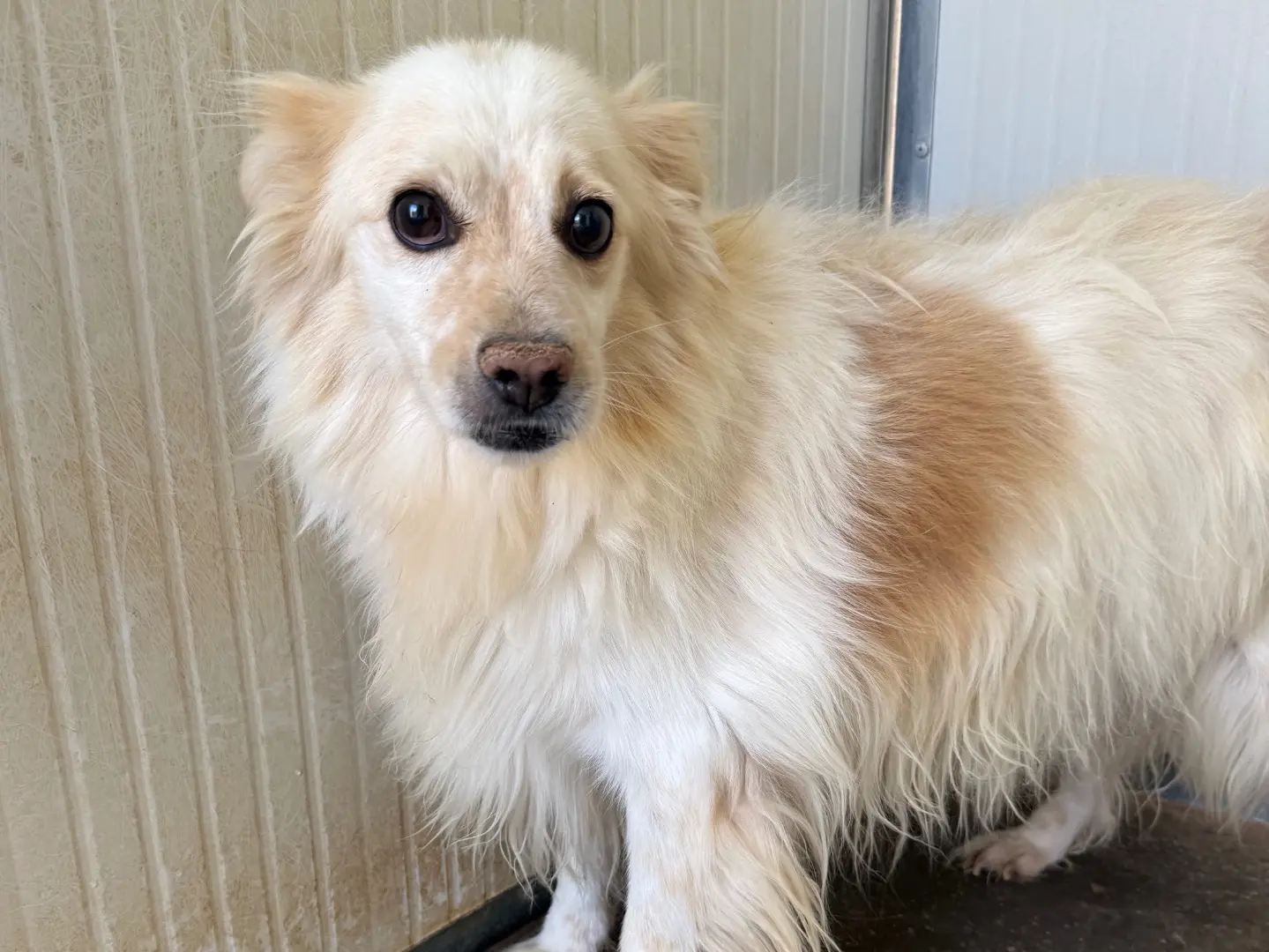 Adozione cane, maschio, Razza sconosciuta Razza sconosciuta, 4 anni e 2 mesi, taglia media contenuta, Latina