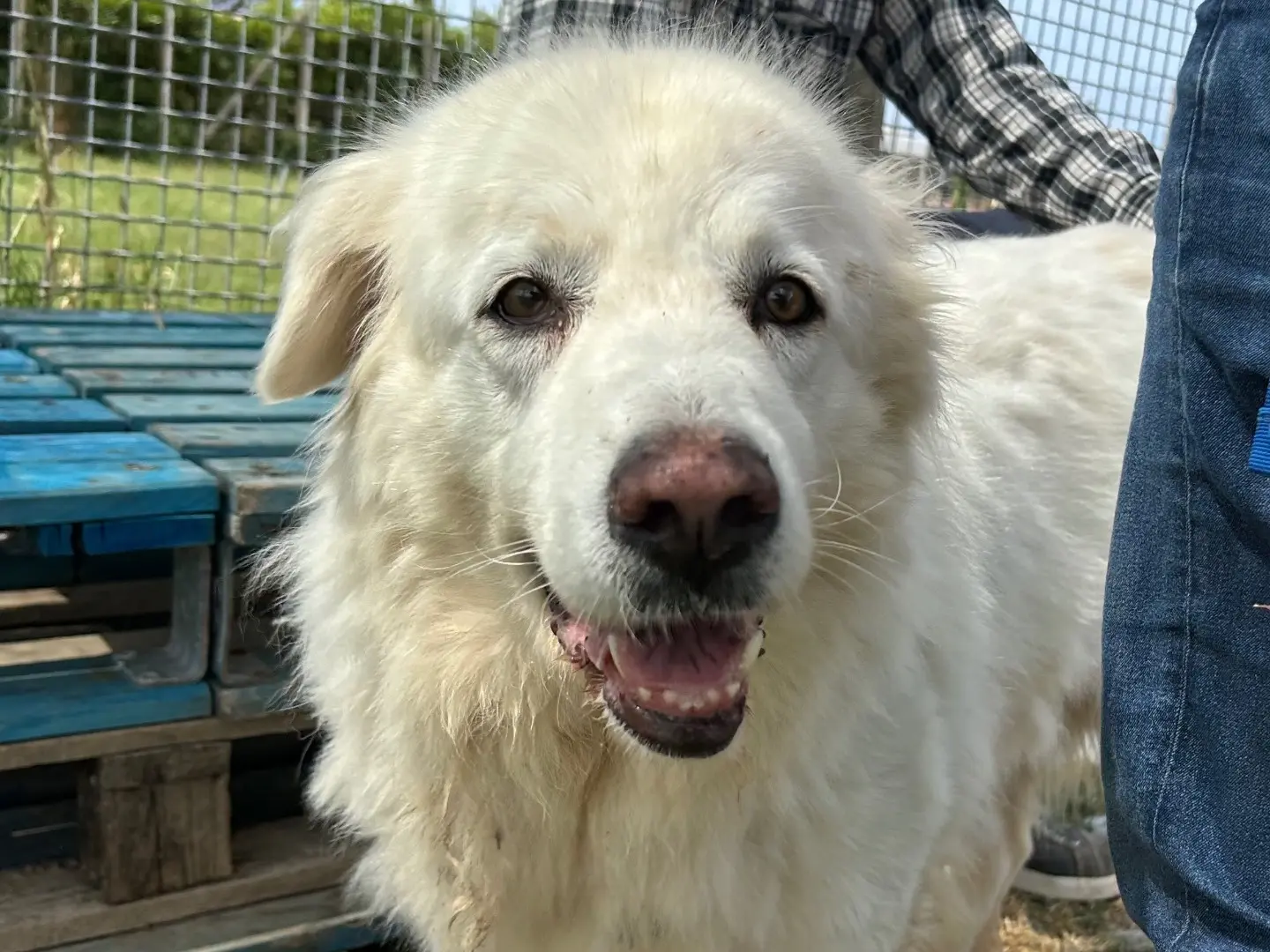 Adotta un cane, femmina, 6 anni e 8 mesi, Latina