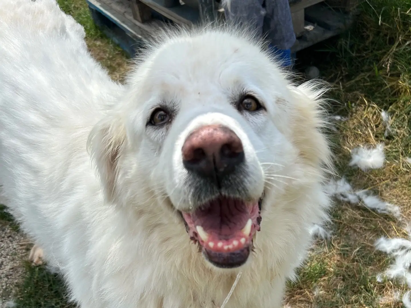 Adozione cane, femmina, Pastore maremmano Razza sconosciuta, 6 anni e 8 mesi, taglia grande, Latina