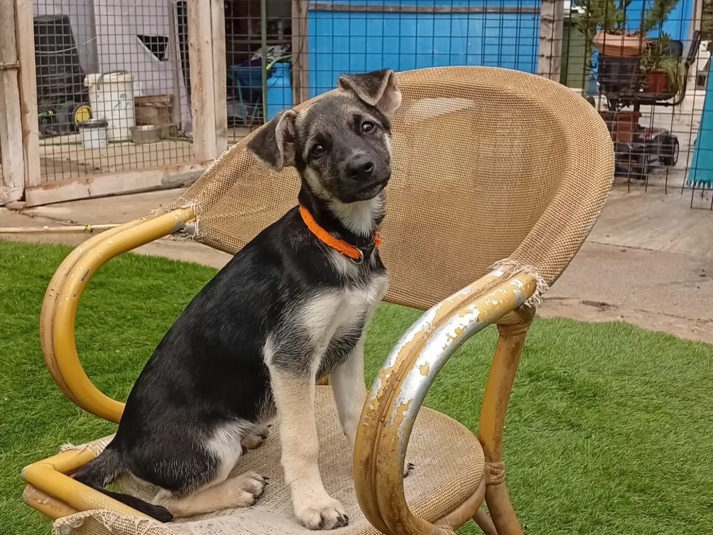 Adozione cane, maschio, Pastore tedesco Razza sconosciuta, 3 mesi, taglia grande, Crotone