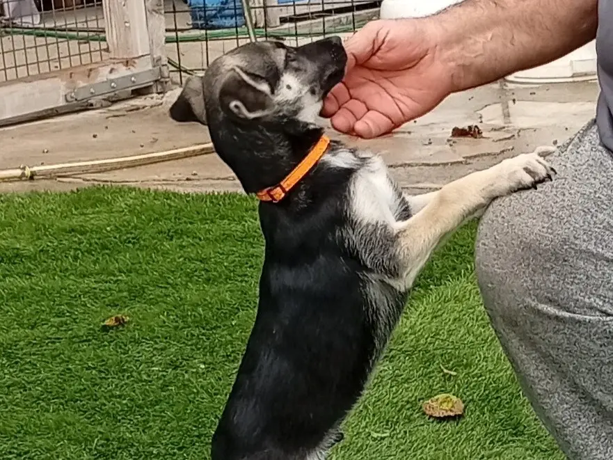Adotta un cane, taglia grande, maschio, Crotone