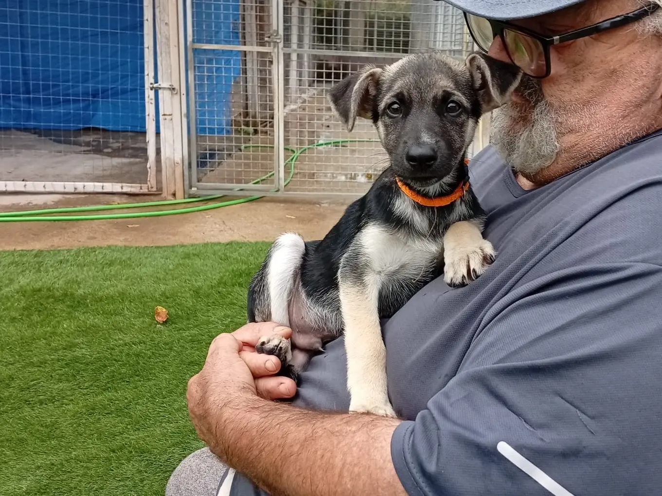 Adotta il cane Pongo a Crotone
