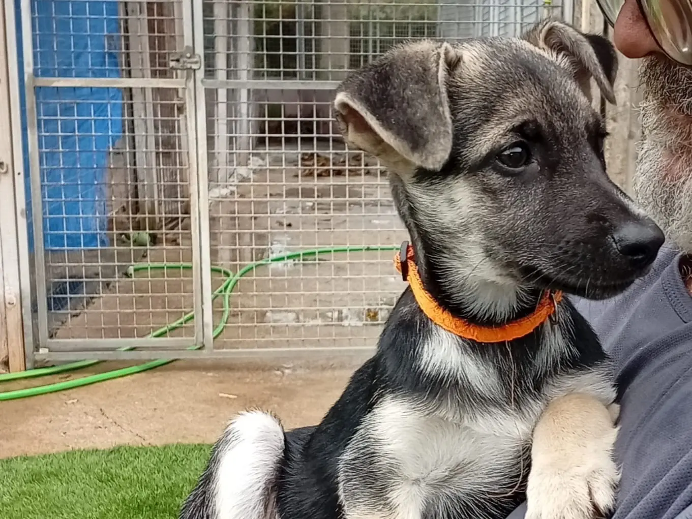Adotta un cane, maschio, 3 mesi, Crotone