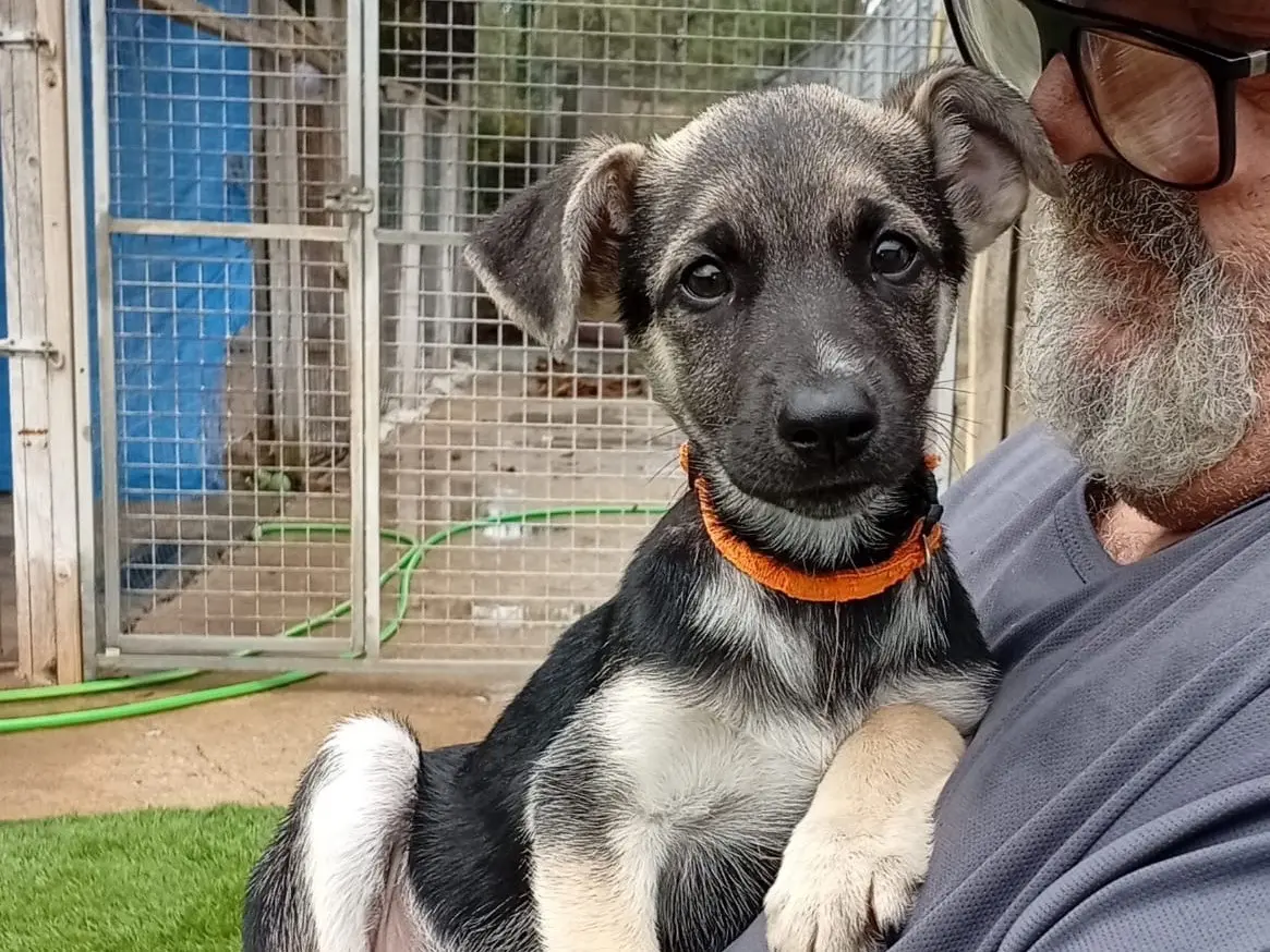 Vuoi adottare un cane a Crotone?