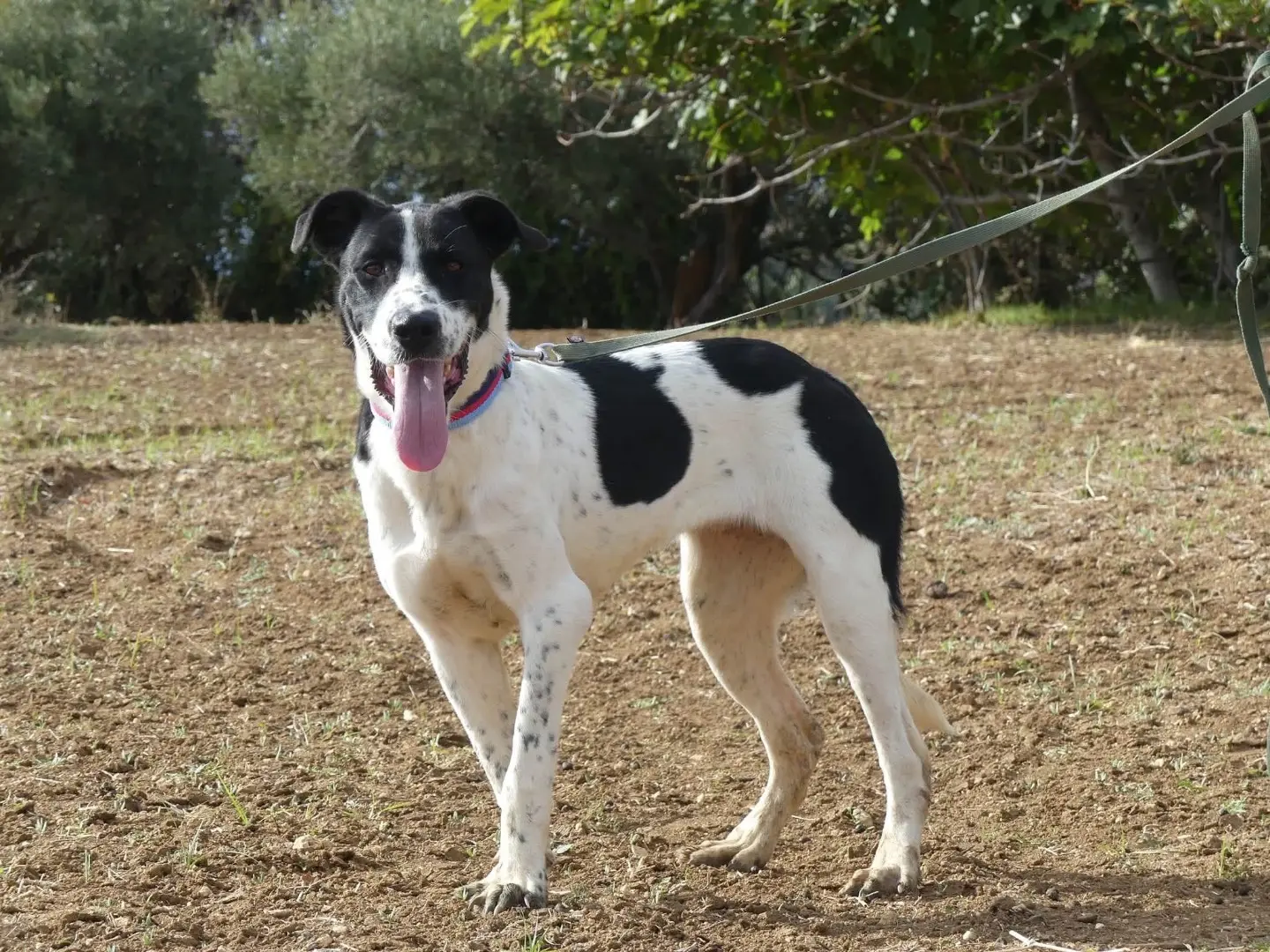Adotta un cane, femmina, 1 anno e 3 mesi, Vibo