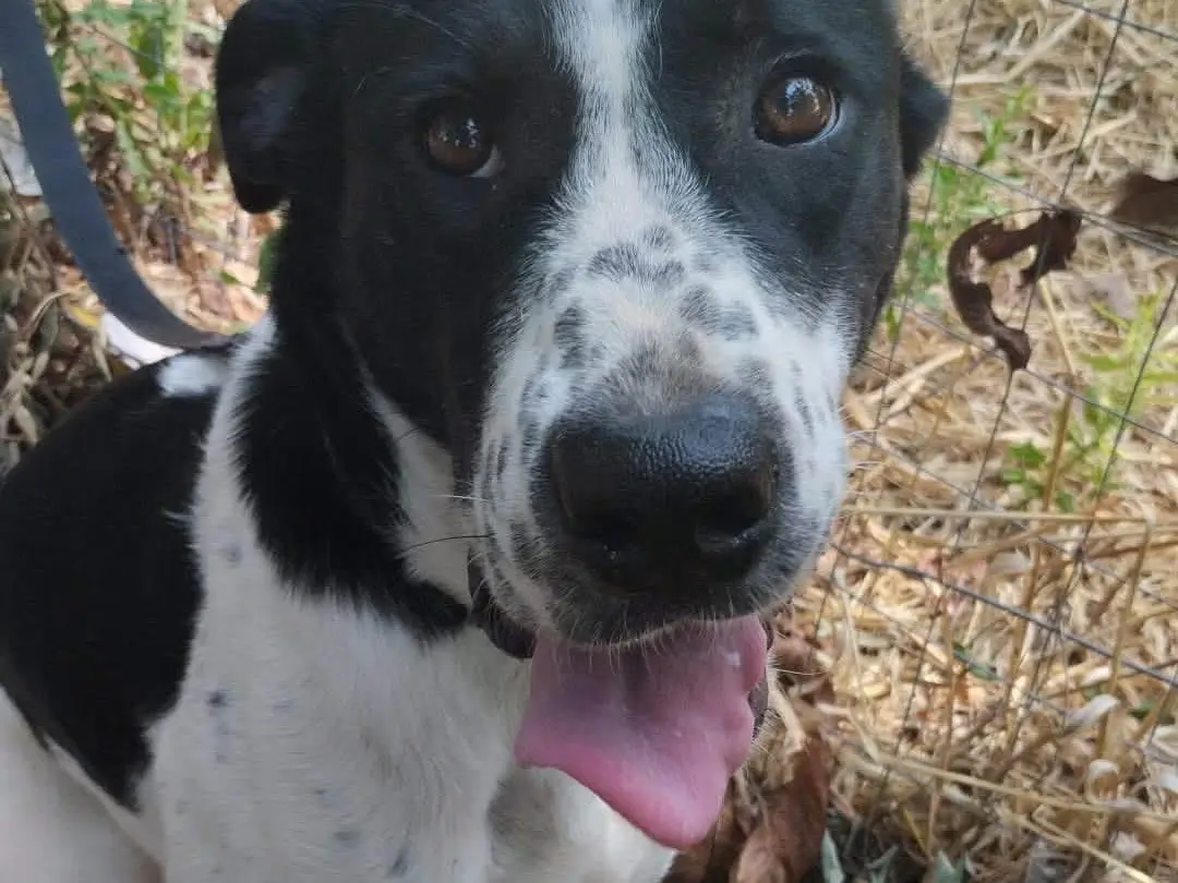 Adozione cane, femmina, Razza sconosciuta Razza sconosciuta, 1 anno e 3 mesi, taglia media, Vibo