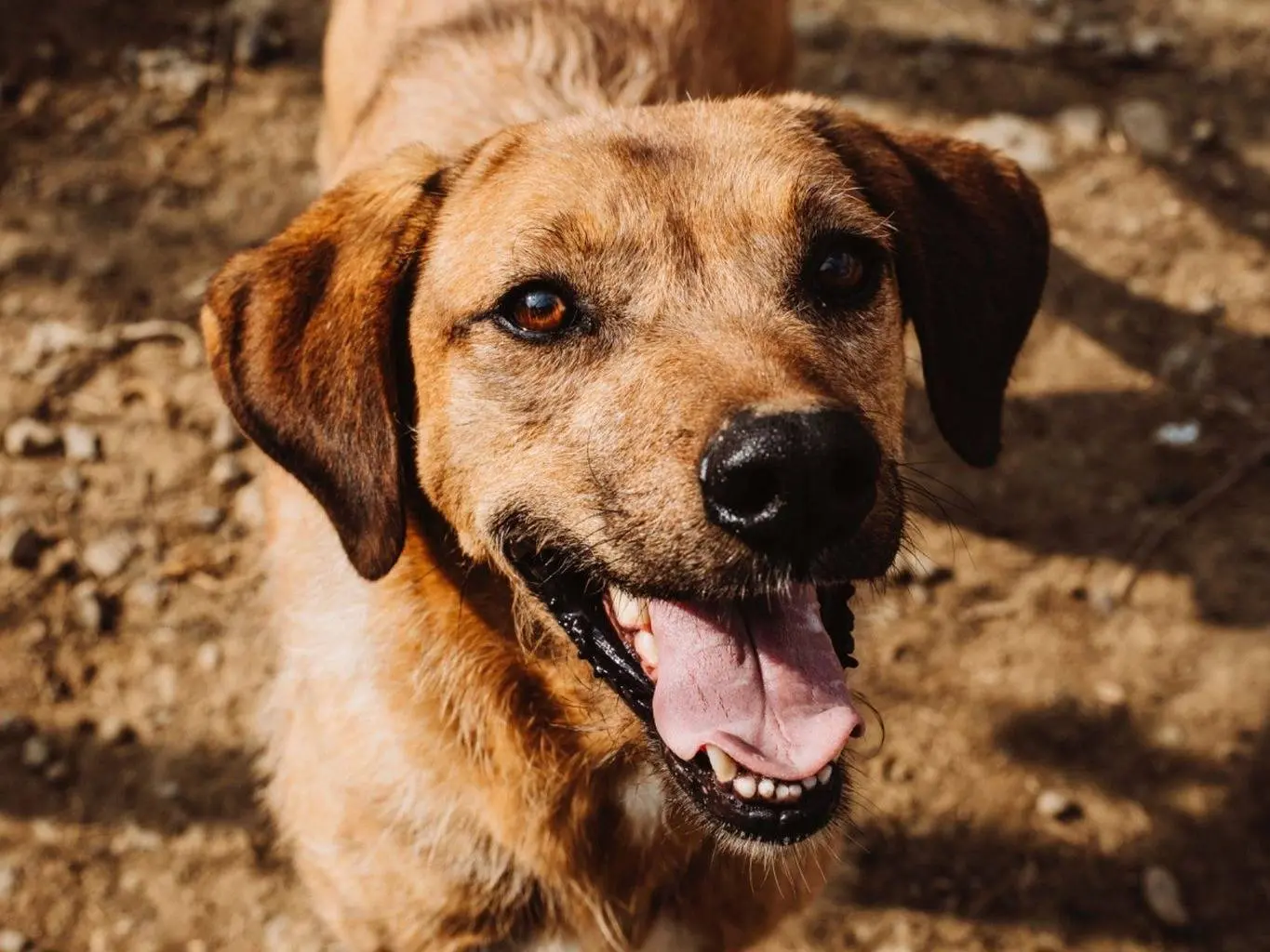 Adozione cane, maschio, Razza sconosciuta Razza sconosciuta, 6 anni e 3 mesi, taglia media, Crotone