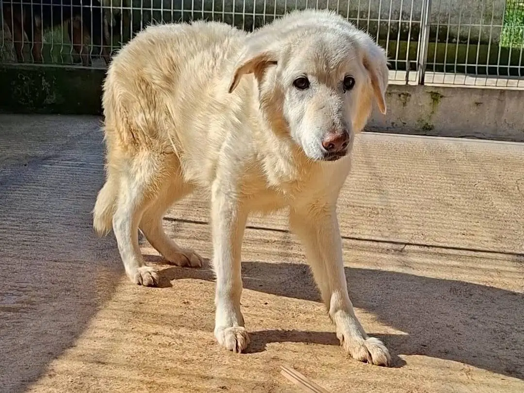 Foto 2 dell'animale