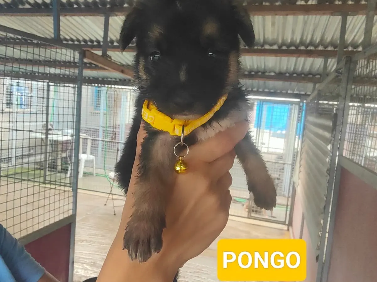 Adozione cane, maschio, Pastore tedesco Razza sconosciuta, 2 mesi, taglia grande, Vibo