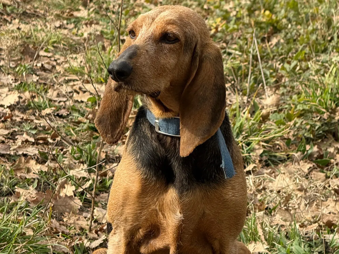 Adozione cane, maschio, Segugio Razza sconosciuta, 10 anni e 9 mesi, taglia media, Viterbo