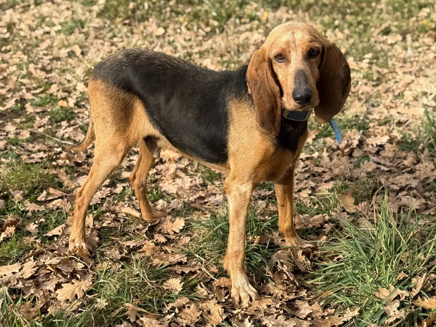 Adotta un cane, maschio, 10 anni e 9 mesi, Viterbo