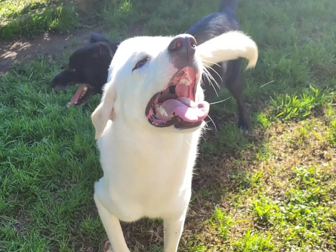 Vuoi adottare un cane a Latina?