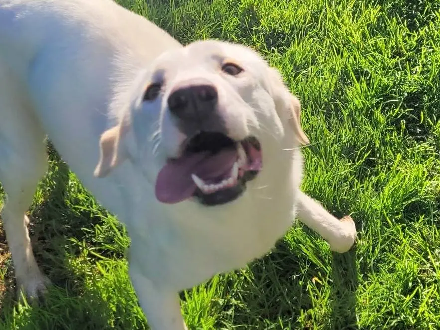 Adotta un cane, taglia media contenuta, femmina, Latina