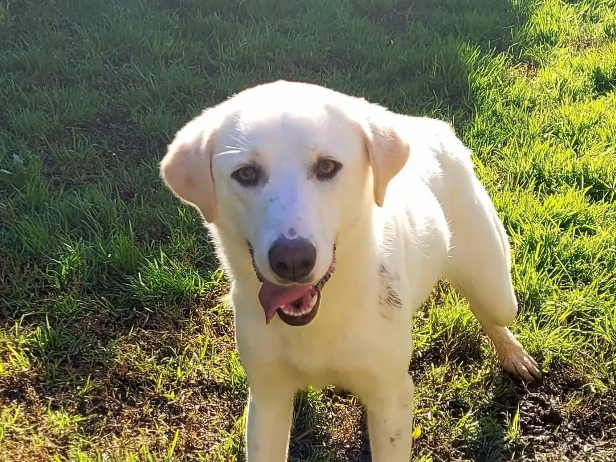 Adozione cane, femmina, Labrador Retriever Razza sconosciuta, 1 anno e 11 mesi, taglia media contenuta, Latina