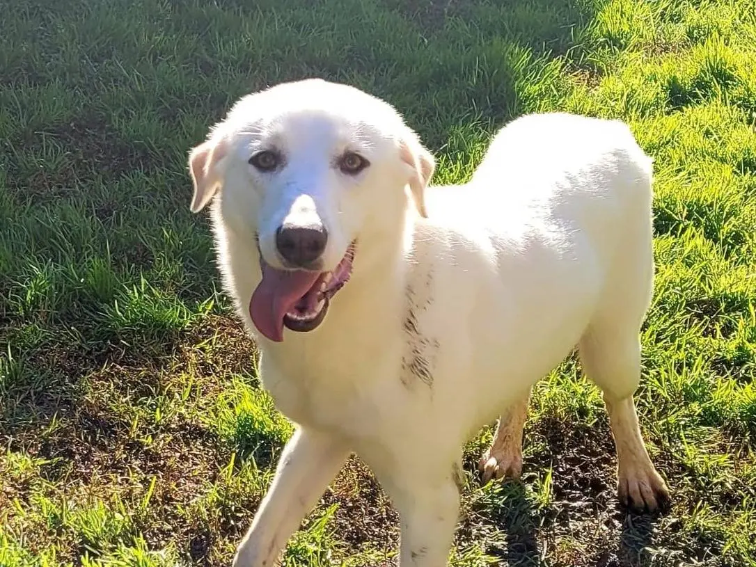Adotta un cane, femmina, 1 anno e 11 mesi, Latina