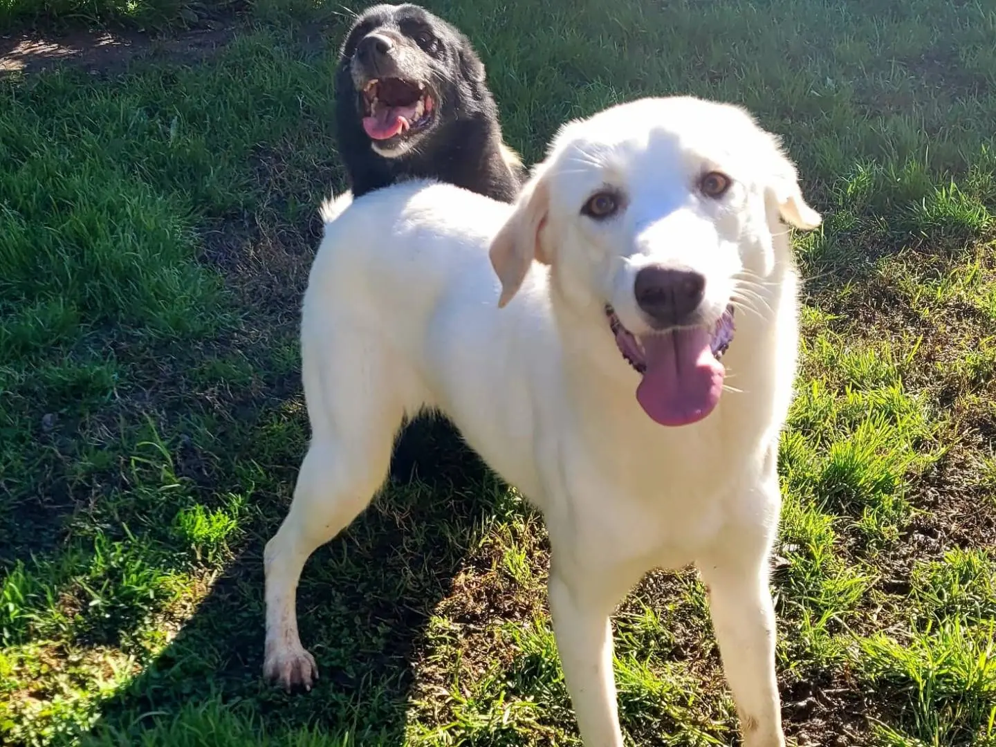 Adotta il cane Sade a Latina