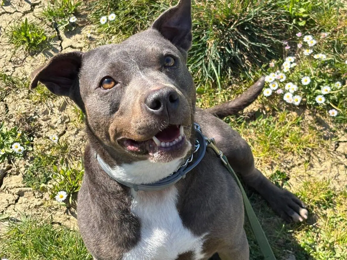 Adotta il cane Noah a Pisa