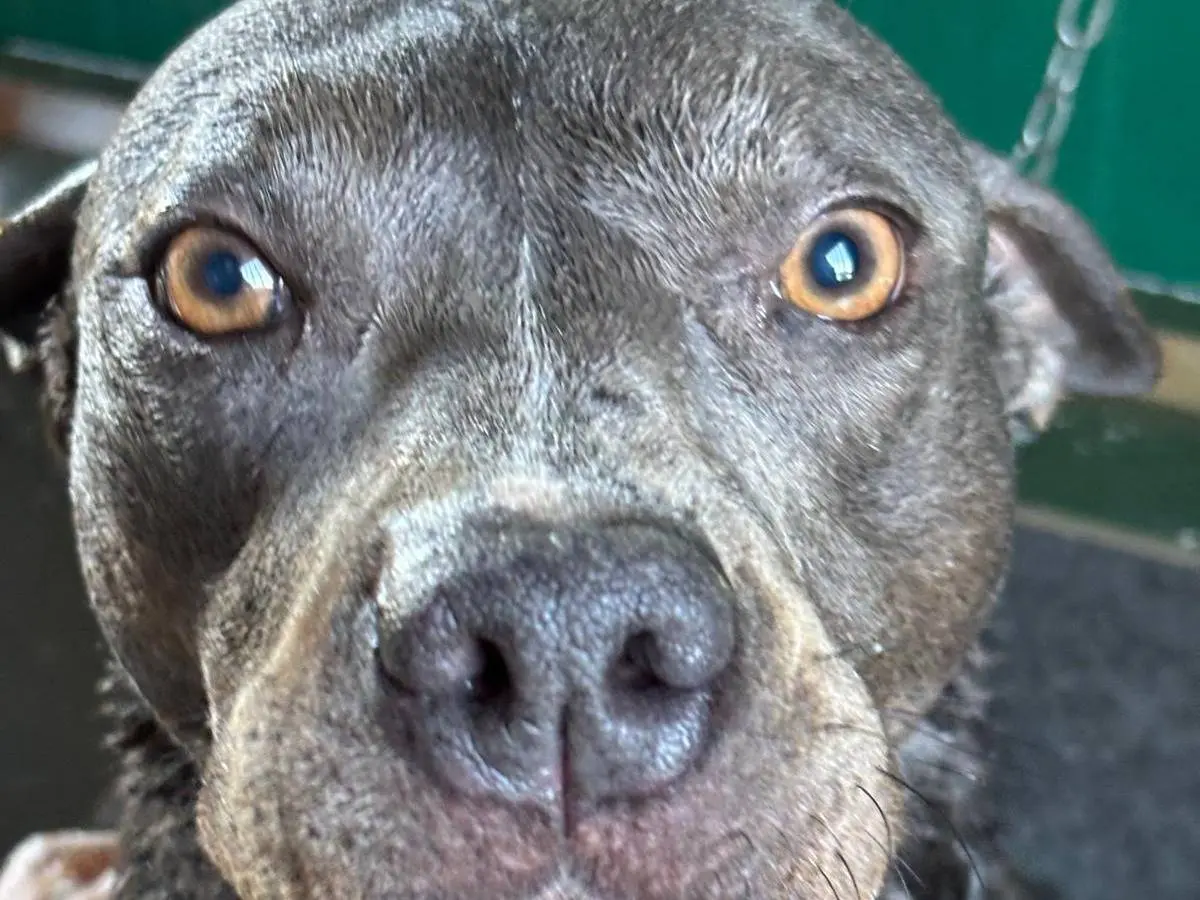 Adotta un cane, taglia media, femmina, Pisa