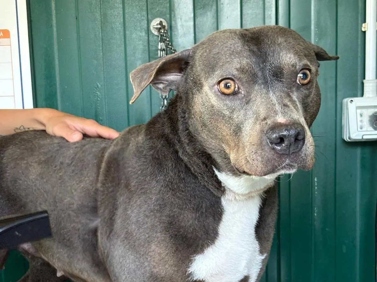 Adozione cane, femmina, Pitbull Razza sconosciuta, 7 anni e 8 mesi, taglia media, Pisa