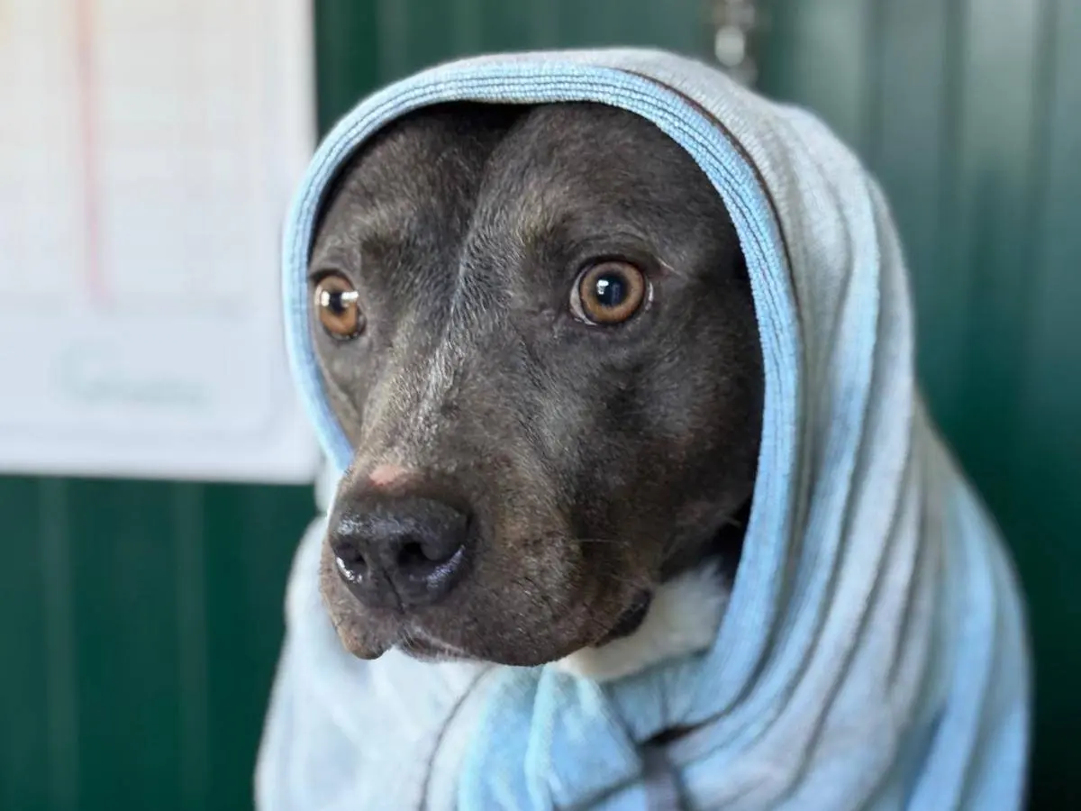 Vuoi adottare un cane a Pisa?