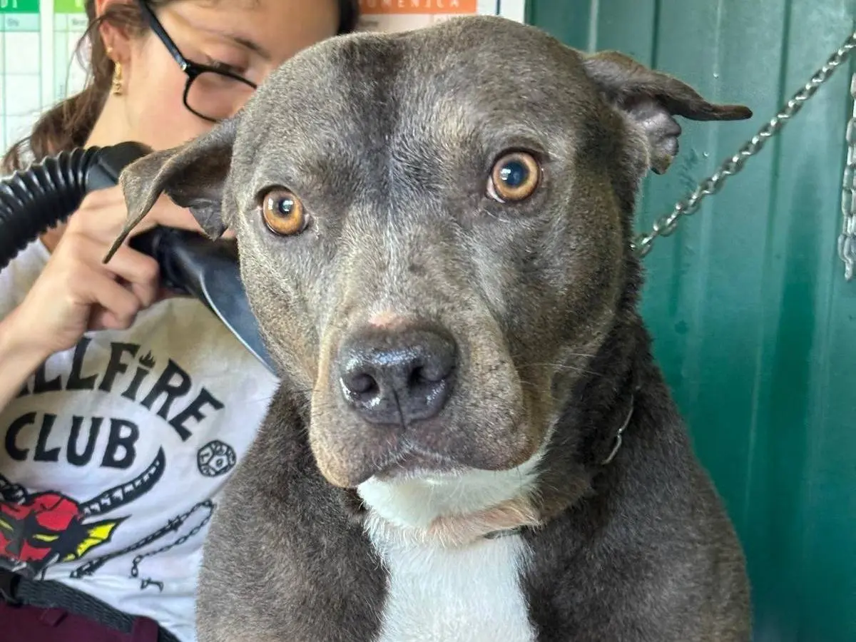 Adotta un cane, femmina, 7 anni e 8 mesi, Pisa