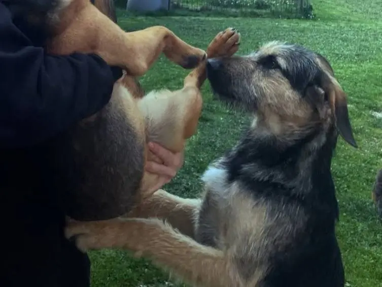 Adozione cane, maschio, Razza sconosciuta Razza sconosciuta, 2 anni e 3 mesi, taglia grande, Teramo